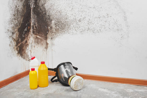 Best Office Mold Removal Services  in Hasley Nyon, CA