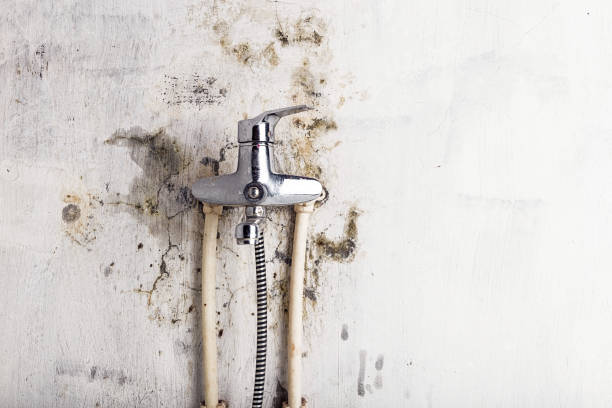 Best Fast Mold Removal  in Hasley Nyon, CA