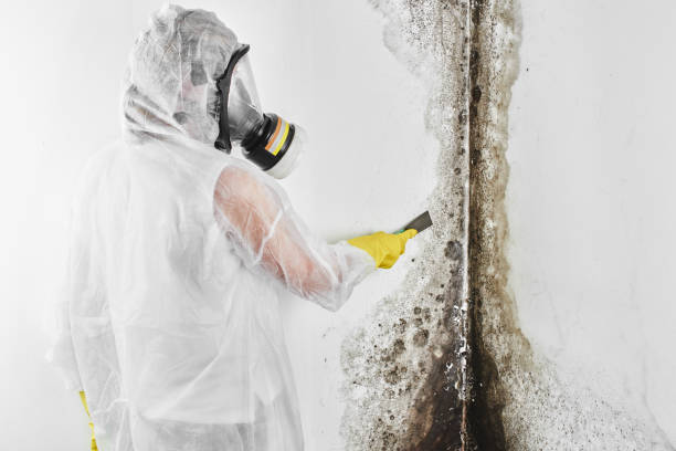 Best Professional Mold Removal  in Hasley Nyon, CA