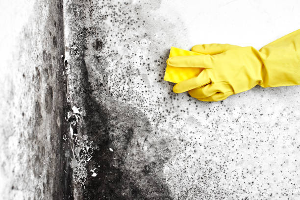 Best Residential Mold Removal  in Hasley Nyon, CA
