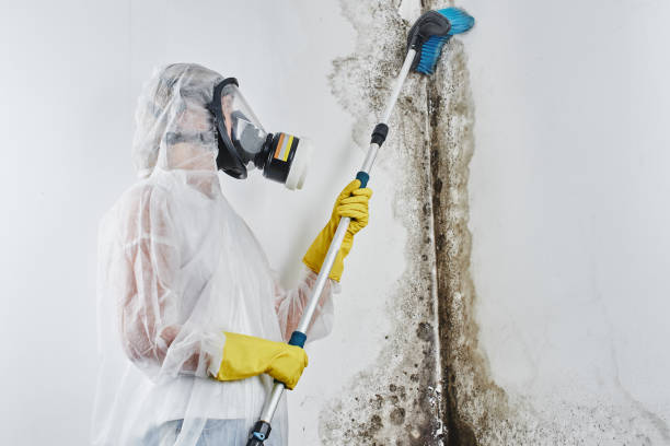 Hasley Canyon, CA Mold Removal Company