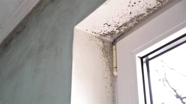 Best Mold Testing  in Hasley Nyon, CA