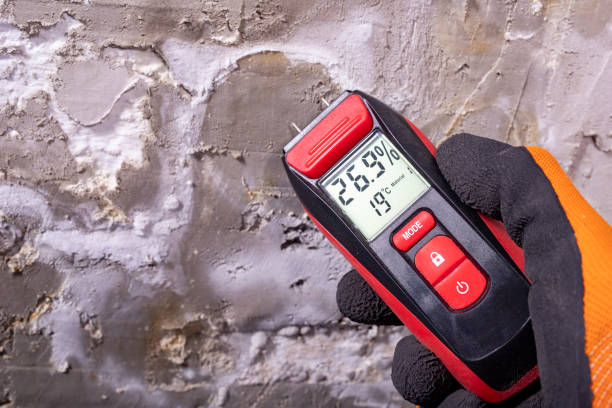 Best Black Mold Removal  in Hasley Nyon, CA