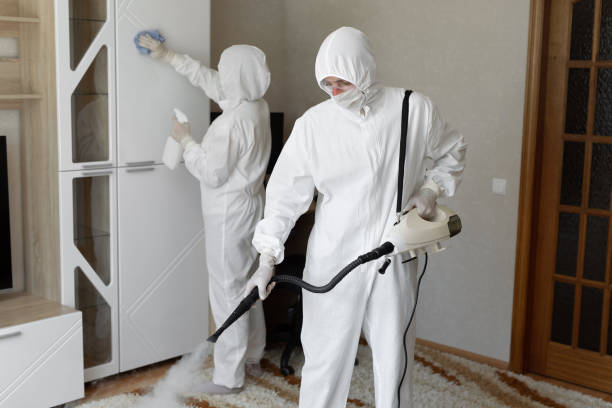 Best Attic Mold Removal  in Hasley Nyon, CA