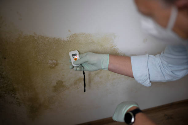 Best Emergency Mold Removal  in Hasley Nyon, CA