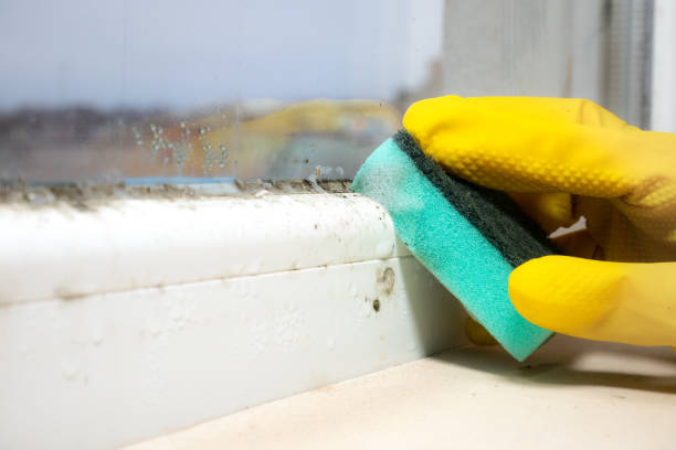 Best Same-Day Mold Removal  in Hasley Nyon, CA