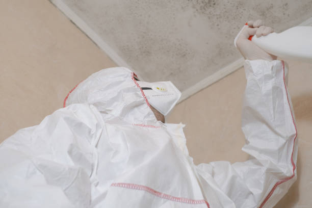 Best Best Mold Removal Companies  in Hasley Nyon, CA