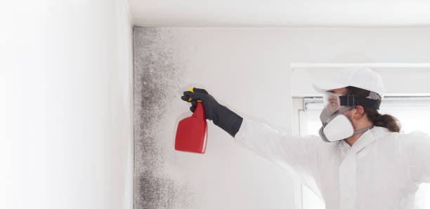Best Mold Damage Repair  in Hasley Nyon, CA