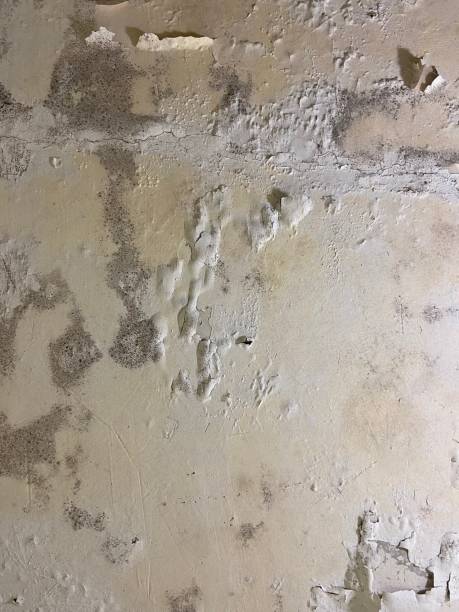 Best Water Damage Restoration  in Hasley Nyon, CA