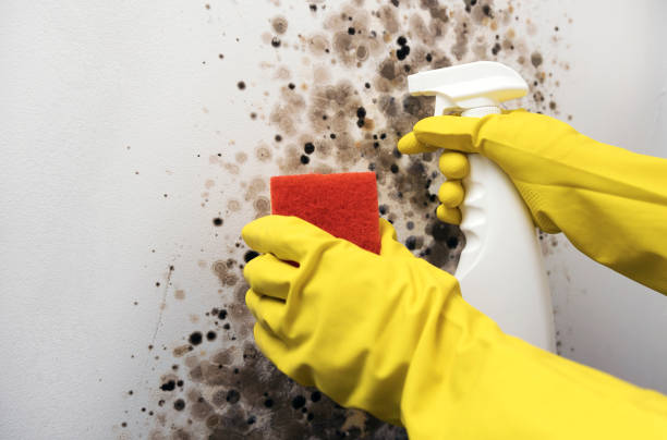 Best Home Mold Removal  in Hasley Nyon, CA