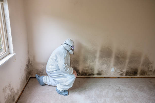 Best Commercial Mold Removal  in Hasley Nyon, CA