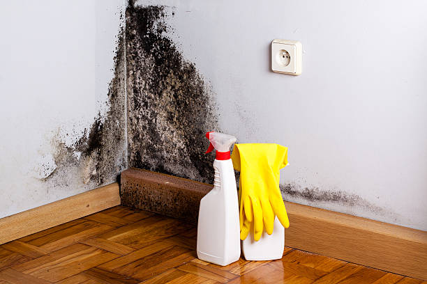 Best Mold Removal Company Near Me  in Hasley Nyon, CA
