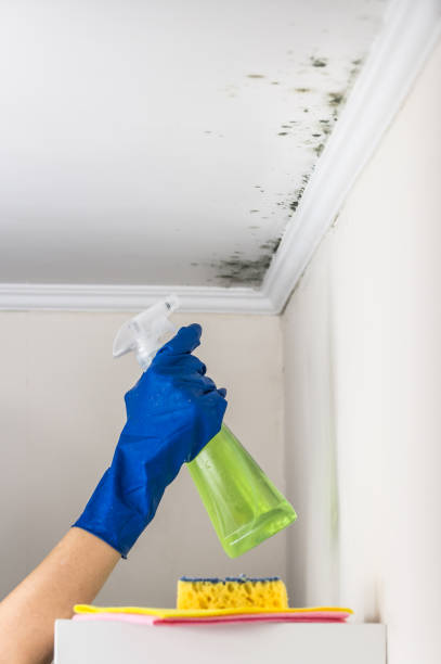 Best Mold Cleaning Services  in Hasley Nyon, CA